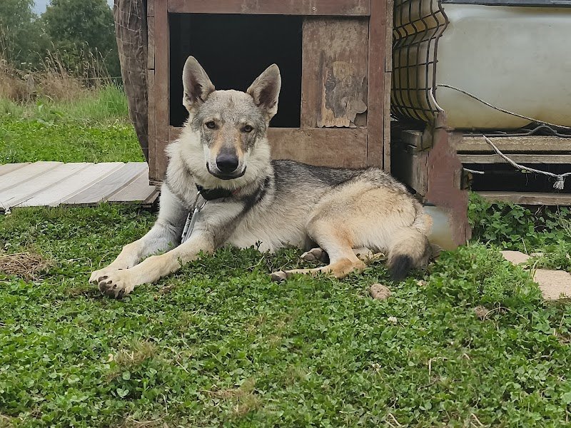 Chiens Loups de l'Ain - photo 2