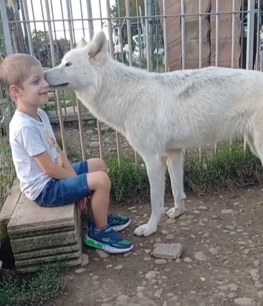 Chiens Loups de l'Ain - photo 3