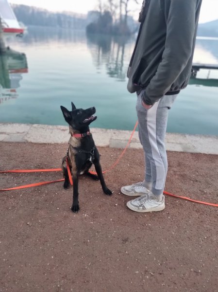 Halpy Dog - Education Canine Annecy - Éducation & rééducation canine positive avec du cadre - photo 1