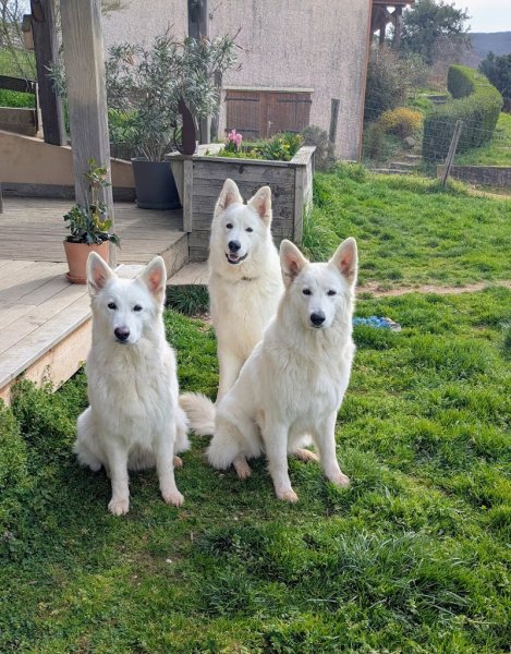 harmoniecanine - photo 1