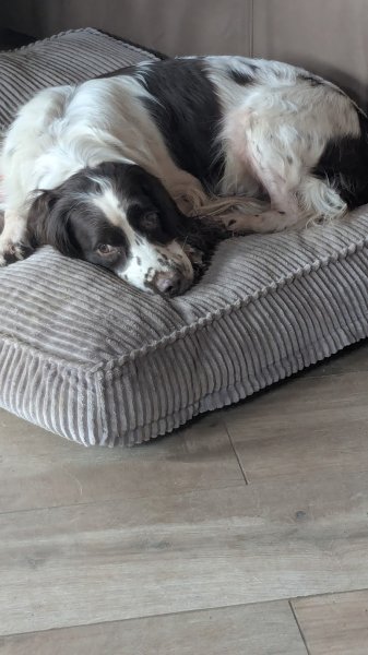 harmoniecanine - photo 2