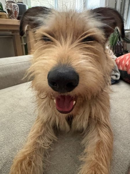 harmoniecanine - photo 3