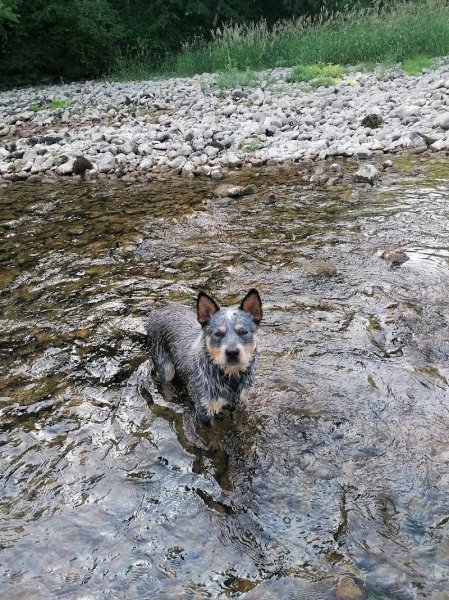 Club d'éducation canine Goubetois - photo 2