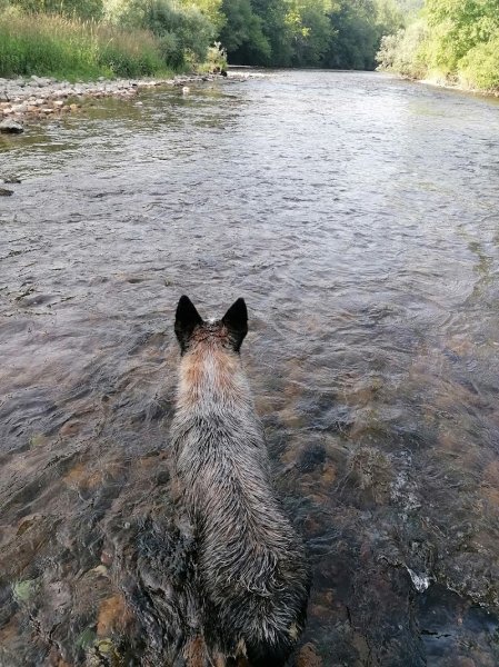 Club d'éducation canine Goubetois - photo 3