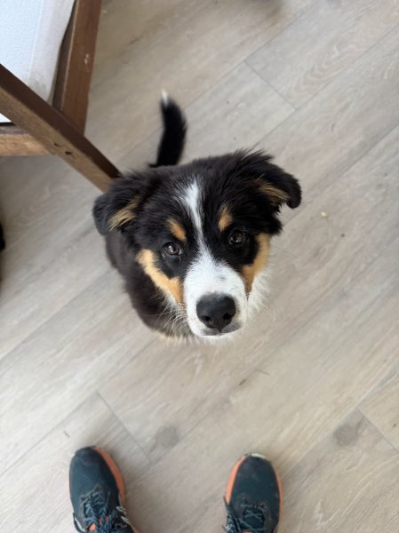 Canilolo : Educateur canin - photo 1