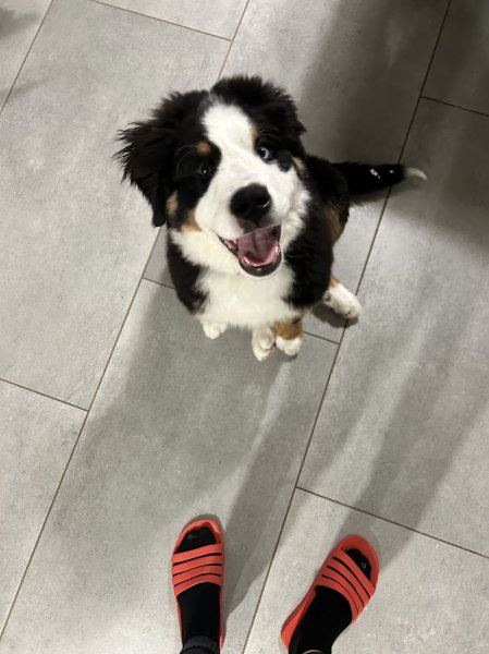 Canilolo : Educateur canin - photo 3