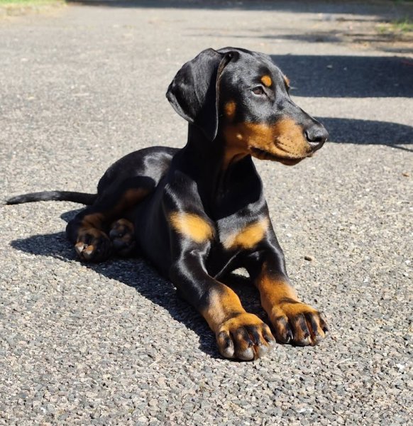 Argos Canizen éducation canine - photo 1