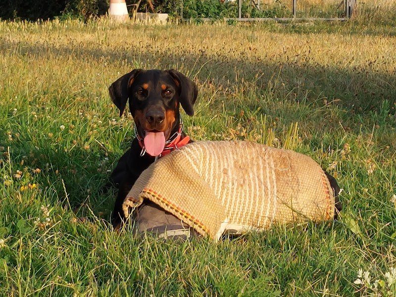 Argos Canizen éducation canine - photo 3