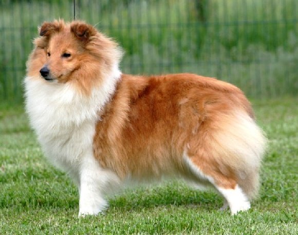 Du Clos de Seawind : Élevage de chiens chiots Colley poil long et Shetland Sheepdog dans l'Ain, Auvergne-Rhône-Alpes