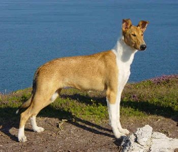 Du Clos de Seawind : Élevage de chiens chiots Colley poil long et Shetland Sheepdog dans l'Ain, Auvergne-Rhône-Alpes - photo 2