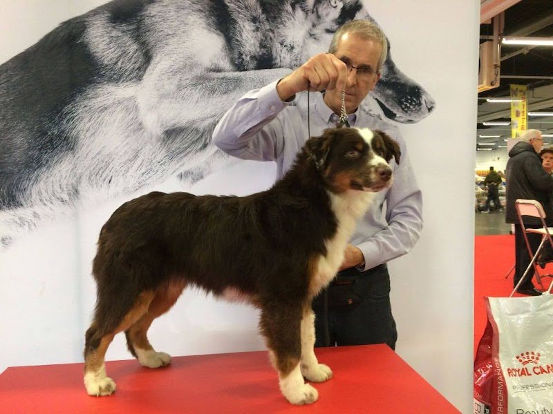 Du Clos de Seawind : Élevage de chiens chiots Colley poil long et Shetland Sheepdog dans l'Ain, Auvergne-Rhône-Alpes - photo 3
