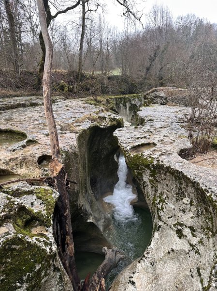 Symbiose chiens polaires - photo 1