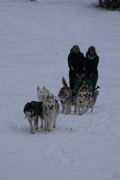 Symbiose chiens polaires - photo 2