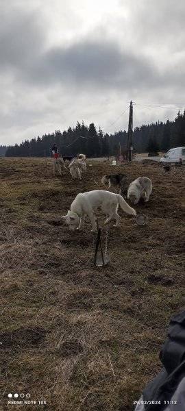 Symbiose chiens polaires - photo 3