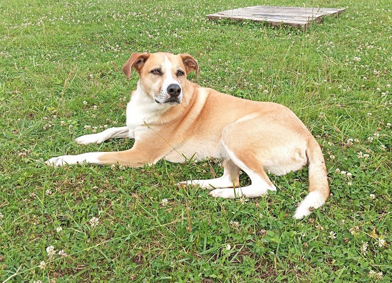 Street Dog Education - photo 1