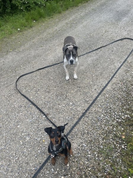 Street Dog Education - photo 2