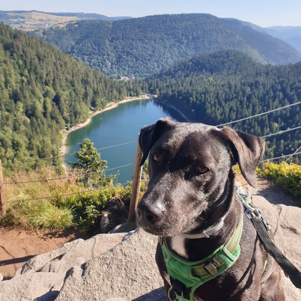 Street Dog Education - photo 3