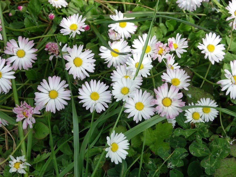 Anayork-Elevage Canin - photo 1