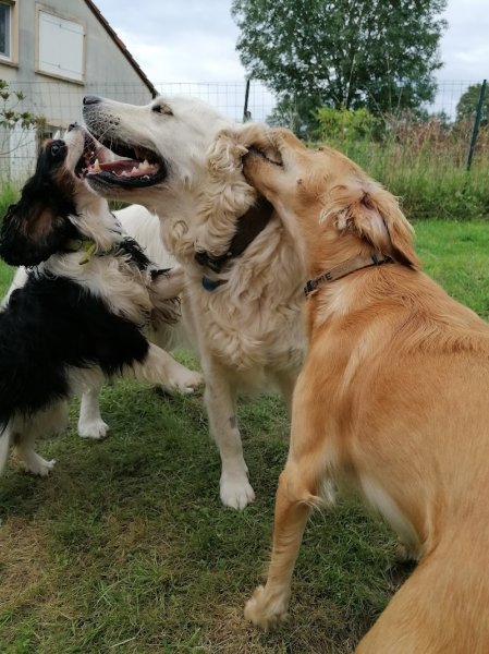 Apprentis Sages Canins - photo 1