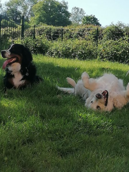 Apprentis Sages Canins - photo 2