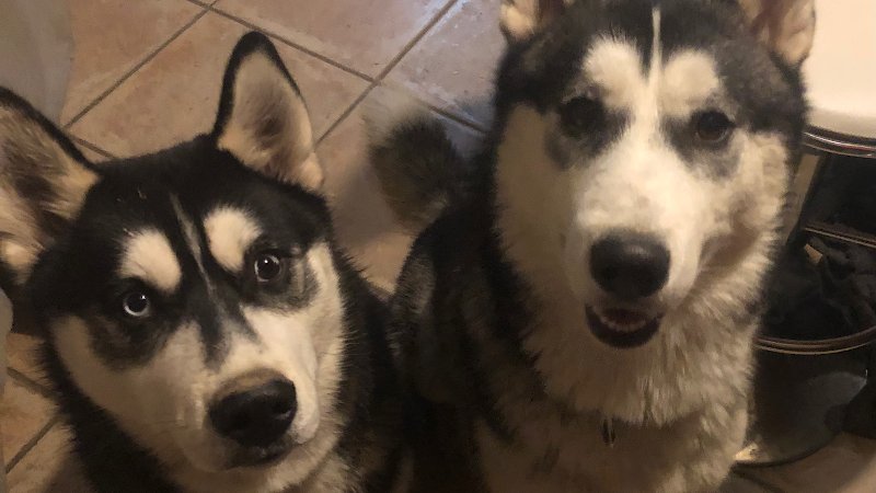 Wolf in the heart ( with) Education canine spécialisée dans le chien nordique/primitif