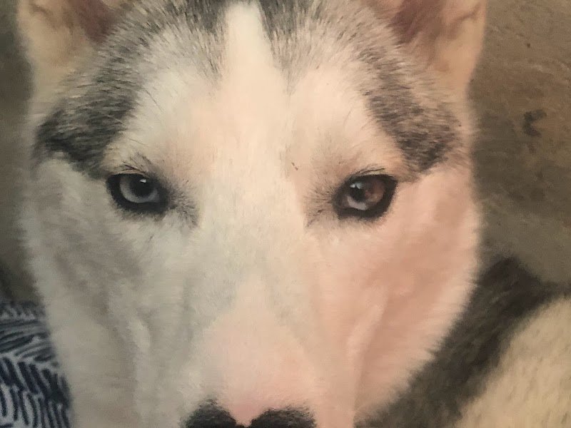 Wolf in the heart ( with) Education canine spécialisée dans le chien nordique/primitif - photo 2