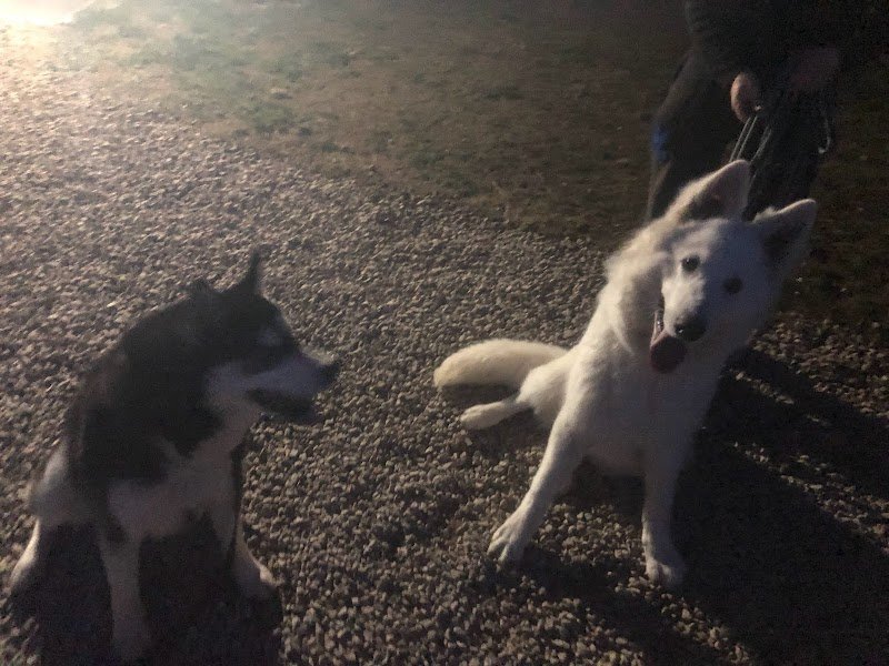 Wolf in the heart ( with) Education canine spécialisée dans le chien nordique/primitif - photo 3