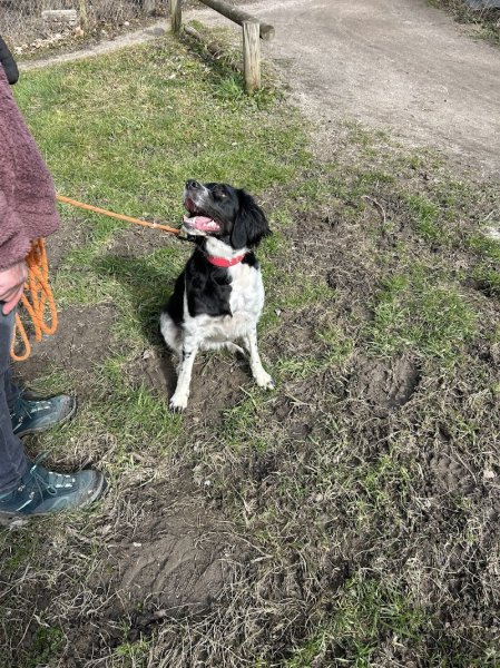 Mialou à la rescousse : éducateur comportementaliste canin - photo 2