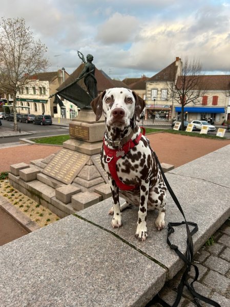 Mialou à la rescousse : éducateur comportementaliste canin - photo 3