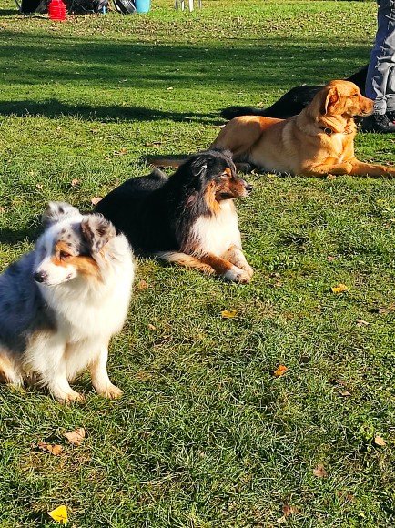 Club D'Education Canine de Moulins-Yzeure-Avermes - photo 2