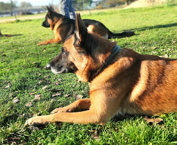 Club D'Education Canine de Moulins-Yzeure-Avermes - photo 3