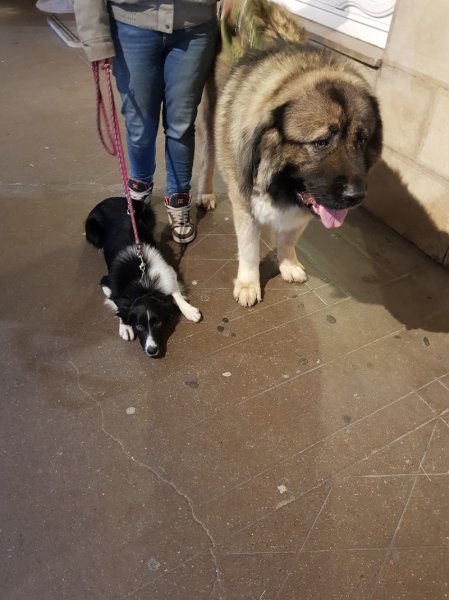 Anilove - Éducatrice Canin - photo 2