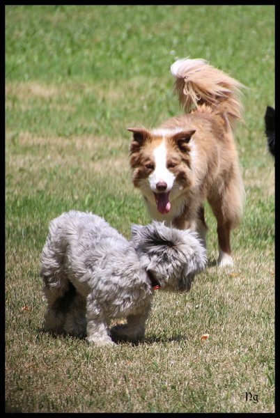 CESC Cesancey (Club d'Education et de Sports Canins Cesancey) - photo 2