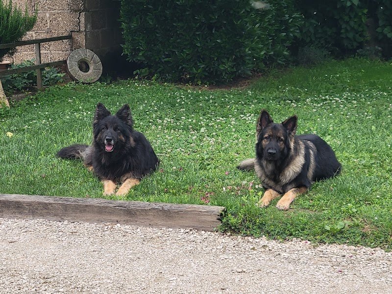 Laure SPERANZA Ecoute ton chien 21-39 - photo 1