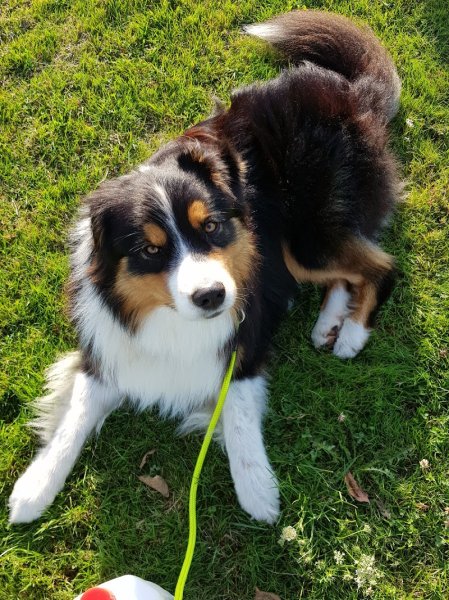 Laure SPERANZA Ecoute ton chien 21-39 - photo 3