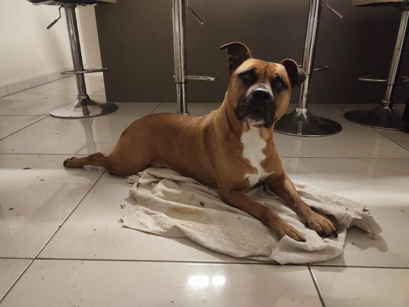 Laëti Dog & Cie Comportementaliste Canin et Educatrice