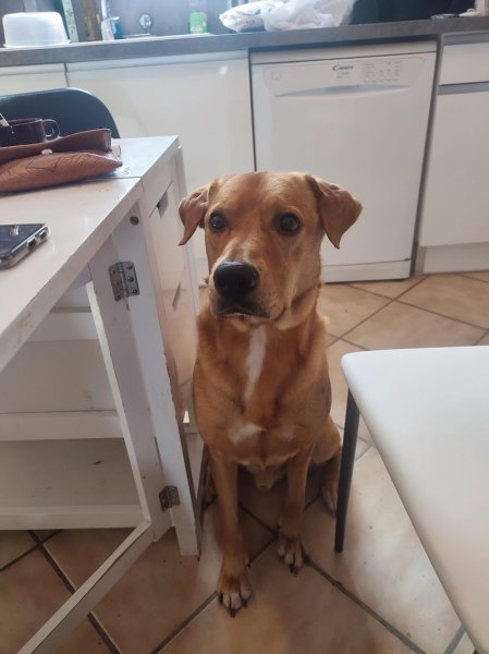 Laëti Dog & Cie Comportementaliste Canin et Educatrice - photo 2