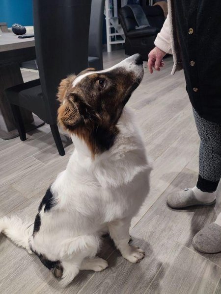 Laëti Dog & Cie Comportementaliste Canin et Educatrice - photo 3