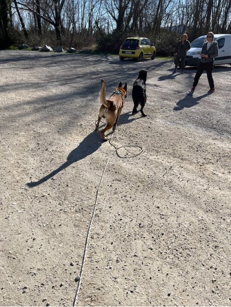 Educa'Priss Educateur Comportementaliste Canin à domicile - Drôme Ardèche - photo 2