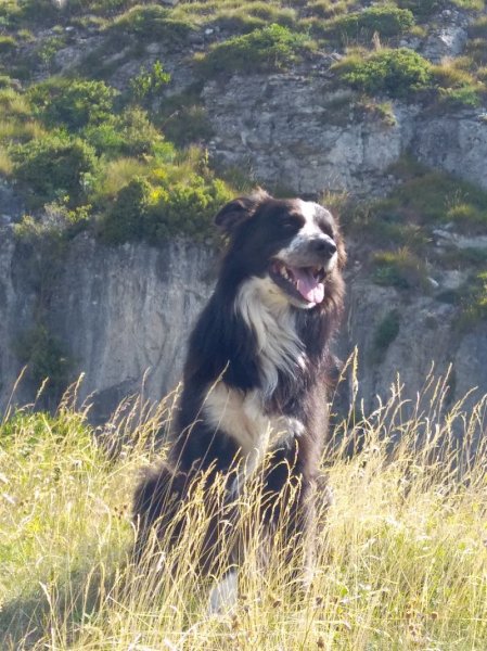 EMC2 Education Canine Chambéry Savoie - photo 2