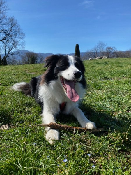 EMC2 Education Canine Chambéry Savoie - photo 3