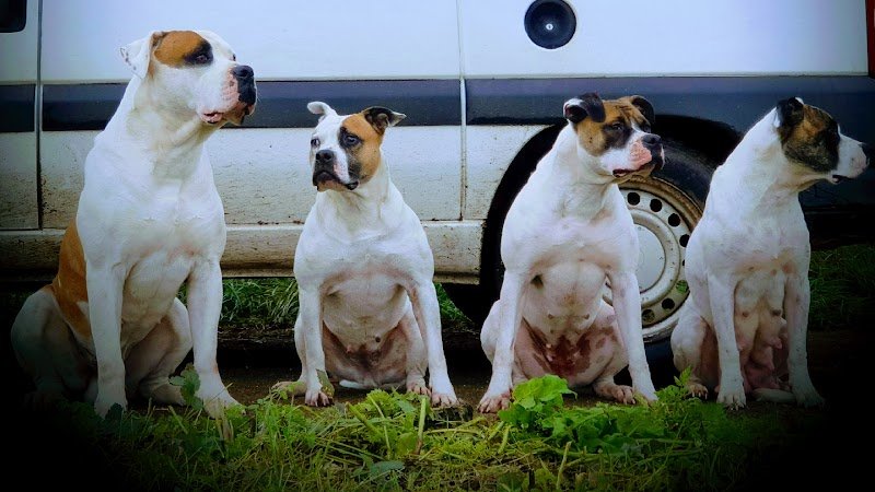 ÉduC'anine - Jura / Educateur Canin / Dresseur Canin/Pension Canine