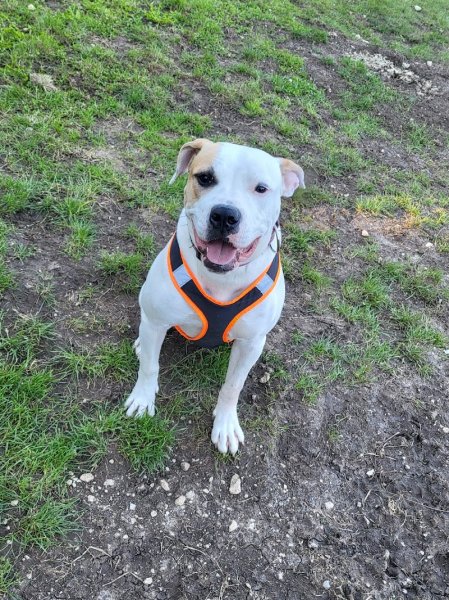 ÉduC'anine - Jura / Educateur Canin / Dresseur Canin/Pension Canine - photo 2