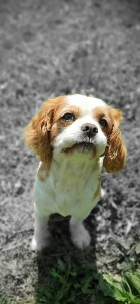 ÉduC'anine - Jura / Educateur Canin / Dresseur Canin/Pension Canine - photo 3