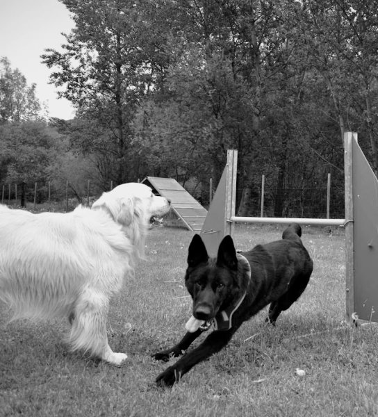 Centre D’Accueil et de Formation Canin Hte Tarentais - photo 2