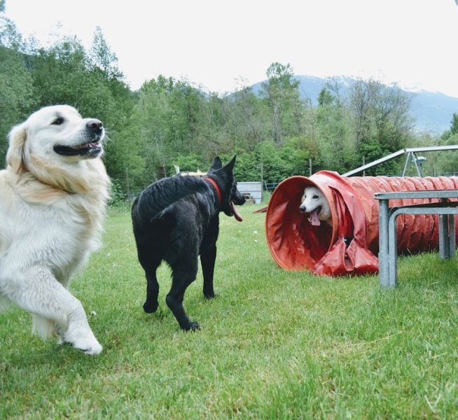 Centre D’Accueil et de Formation Canin Hte Tarentais - photo 3