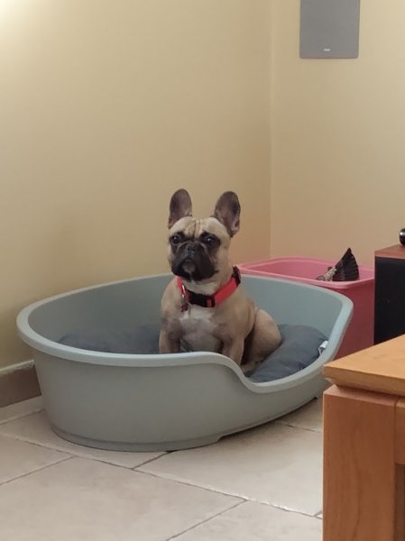 Joel Chevillard Educateur Comportementaliste Canin Certifié - photo 3