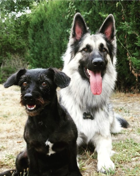 YO&CO ÉDUCATEUR CANIN - photo 1