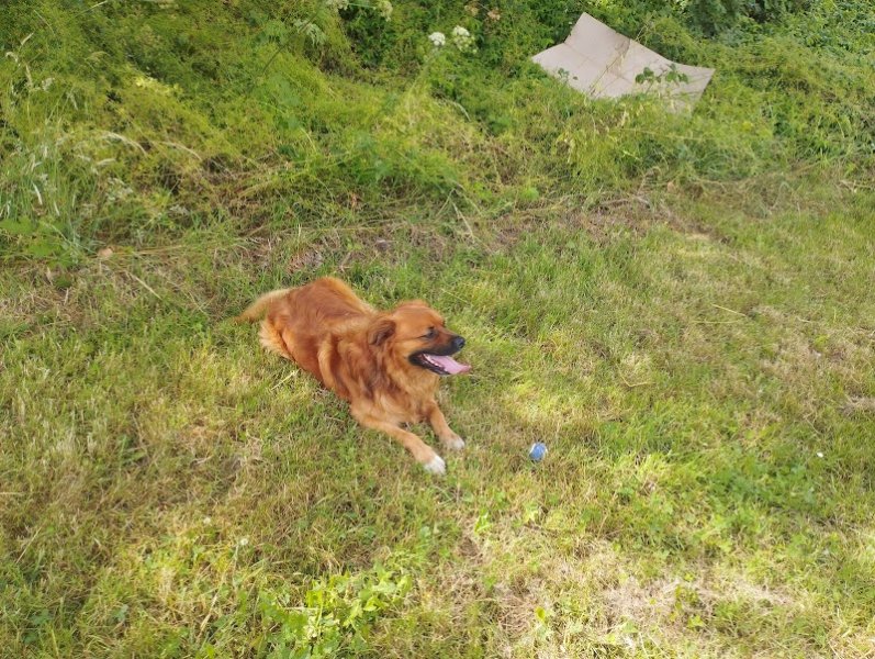 tony educateur canin - photo 1