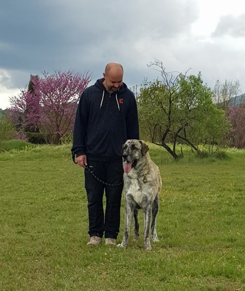 LINC School - Éducation et coaching canin - photo 2